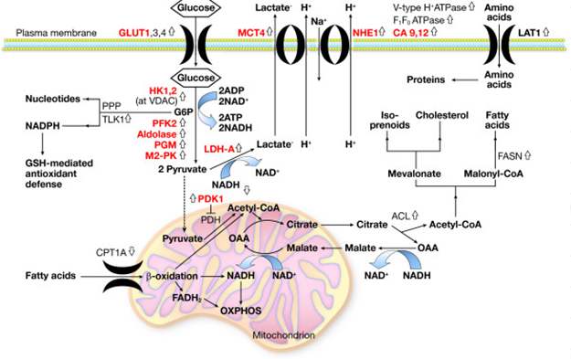 Metabolic Reprogramming in Cancer