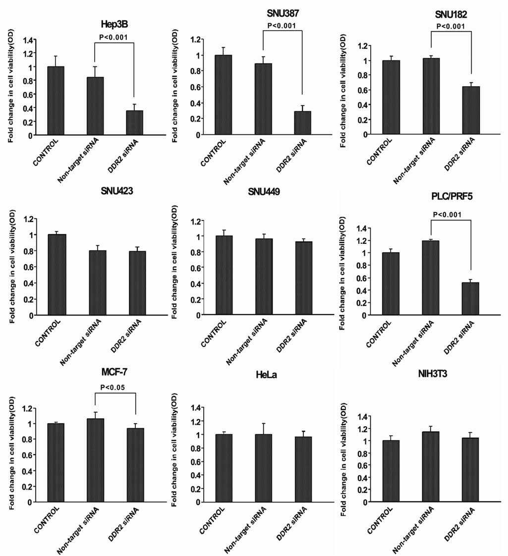 DDR2 siRNA inhibits proliferation of human HCC cells in vitro. Transfection of DDR2 siRNA significantly inhibits cell growth of Hep3B, SNU387, SNU182, and PLC/PRF5 compared to cells with non-target siRNA transfection (P < 0.001). DDR2 siRNA also significantly inhibits cell growth of MCF-7 (P < 0.05).