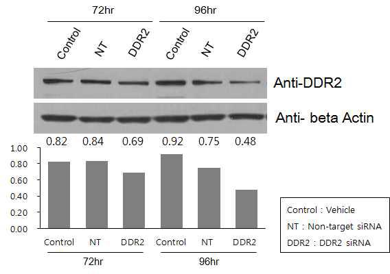 KMCH cell-line에서 DDR2 siRNA의 단백질 억제 효과 증명 (Western blot)