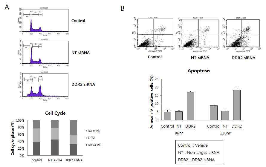 DDR2의 감소에 의한 cell cycle 및 apoptosis의 유도. PI staining을 이용한 cell cycle 분석 (A), AnnexinV-PI staining을 이용한 apoptosis 분석(B)