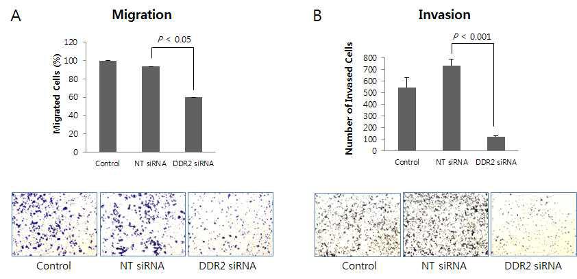 DDR2 감소에 따른 세포 이동 및 침윤 저해 효과. Migration assay를 이용한 세포 이동의 변화(A), Invasion assay를 통한 세포 침윤의 현저한 차이(B)를 관찰 하였다.