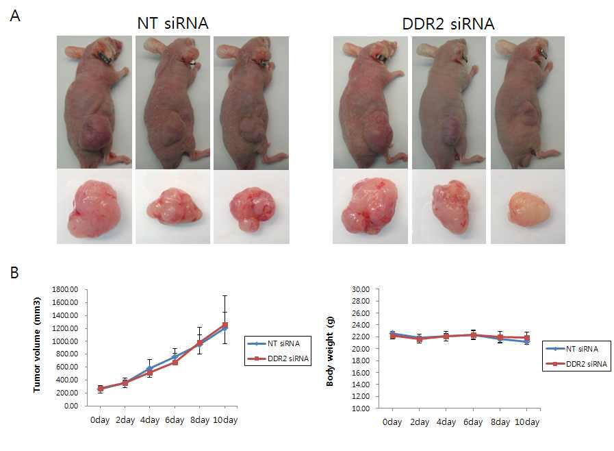 KMCH xenografts model에서 DDR2 siRNA의 injection에 의한 tumor growth 억제 효과. Non-target siRNA 및 DDR2 siRNA를 총 5회 intratumoral injection 하고 end-point(10day)에 mouse 사진과 적출한 tumor tissue 사진(A), 2일마다(0, 2, 4, 6, 8, 10day) tumor volume(B-left)과 mouse body weight(B-right)를 측정한 결과(B)