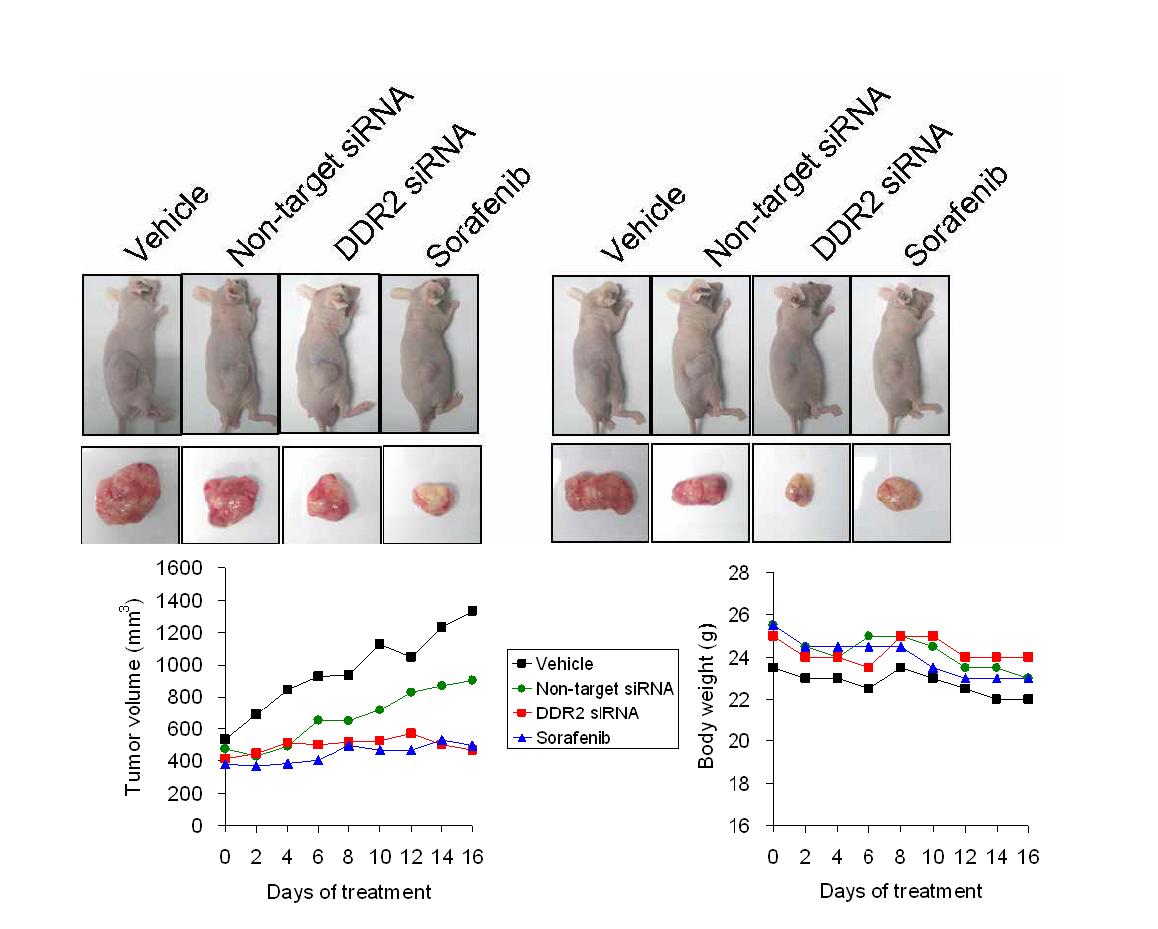 Inhibition of tumor growth by DDR2 siRNA and Sorafenib Mice bearing tumors were treated with DDR2 siRNA or non-target siRNA for 16 days (Day 0, 2, 4, 6, 8, 10, 12, and 14).There was a significant difference in average tumor volumes between the DDR2 siRNA-treated group and the non-target siRNA-treated group at 16 days after the injection in xenograft mice. DDR2 siRNA injection decreased the mean tumor volume compared to that of the non-target siRNA. Mice bearing tumors were treated with vehicle or Sorafenib(50mg/kg) daily for 16 days. There was a significant difference in average tumor volumes between Sorafenib treated group and the vehicle-treated group. There was not a significant difference in body weight.