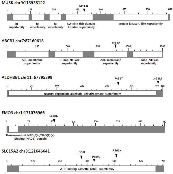 Schematics of eight non-synonymous SNVs located in 5 genes Schematics of eight non-synonymous SNVs located in five genes (MUSK, ABCB1, ALDH3B1, FMO3, and SLC15A2), illustrated with functional domains (arrows indicate the locations of variants; numbers indicate the position of amino acids.)