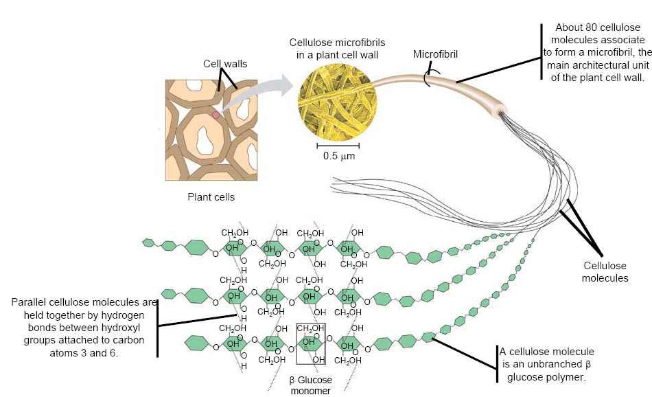 셀룰로오스계 섬유의 화학적 구조