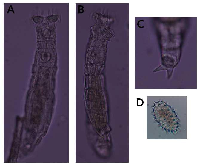 Macrotrachela ehrenbergii