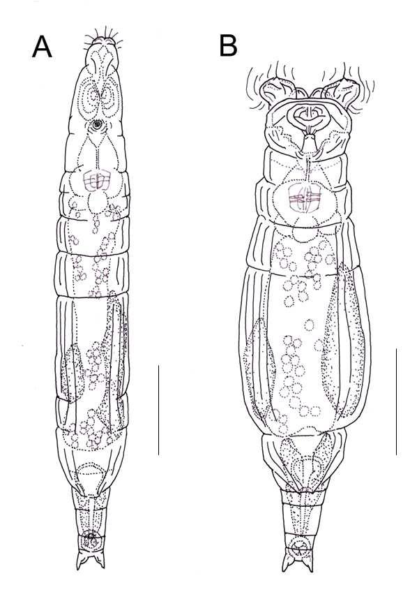 Habrotrocha scabropyga Bartos, 1958