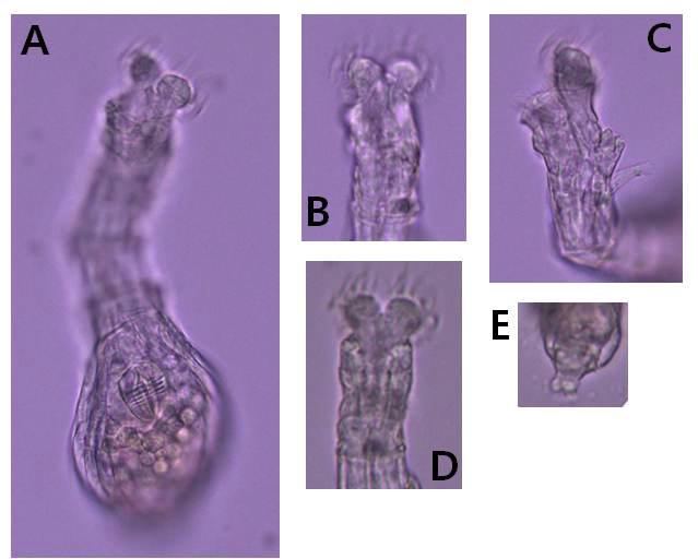 Habrotrocha flaviformis de Koning, 1947