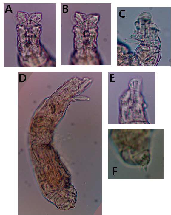 Habrotrocha longula Bryce, 1915