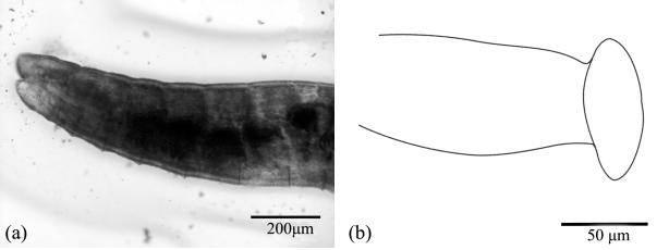 Limnodrilus udekimianus