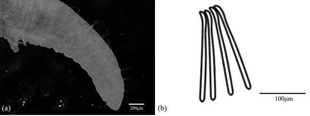 Rhyacodrilus coccineus