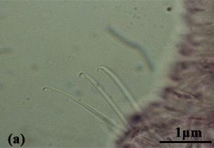 Nais behningi Michaelsen, 1923. (a) Ventral chaeta.