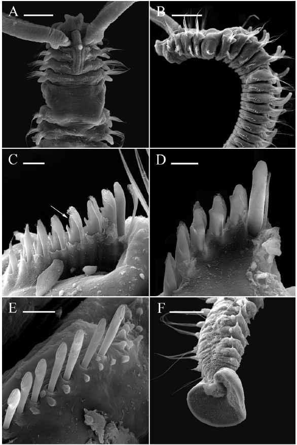 Scanning electron micrographs of adult Polydora cornuta Bosc, 1802