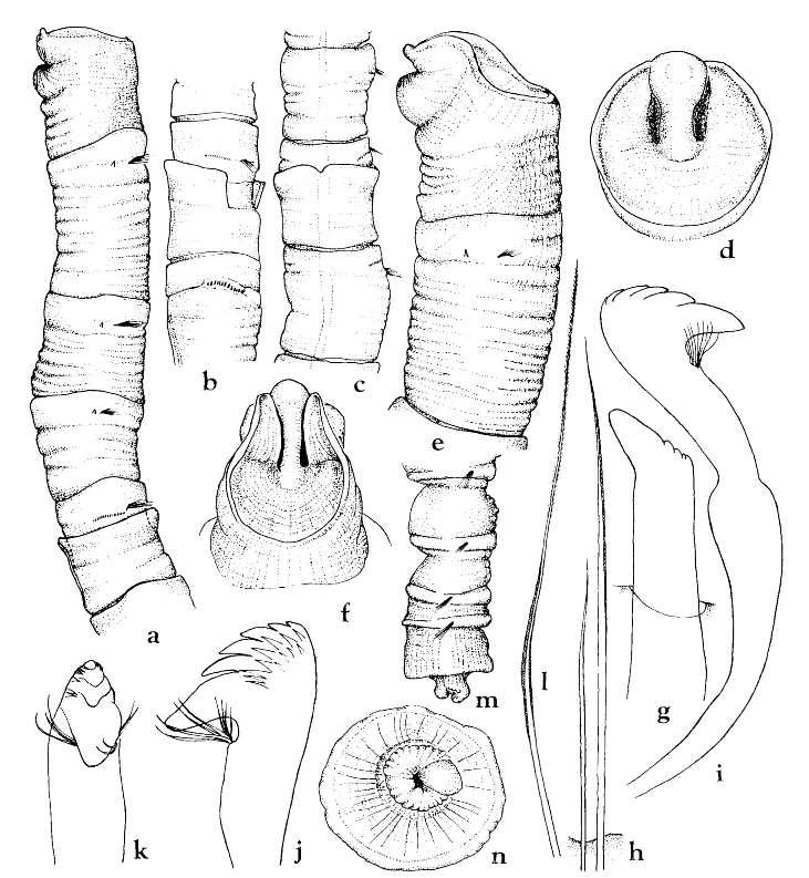 Clymenella collaris sp. nov.