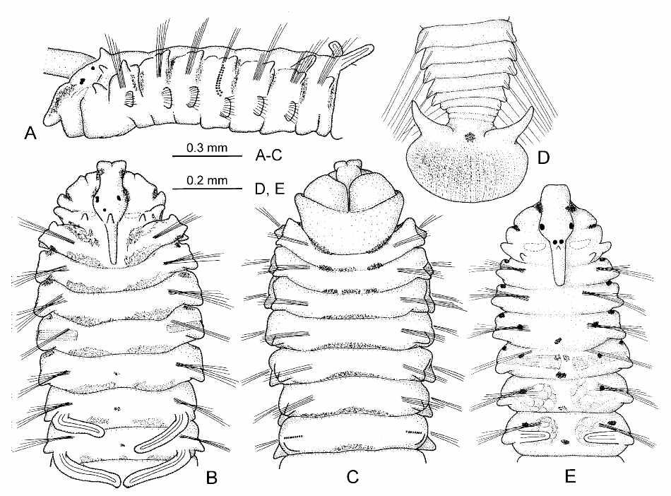 Pseudopolydora achaeta sp. nov.