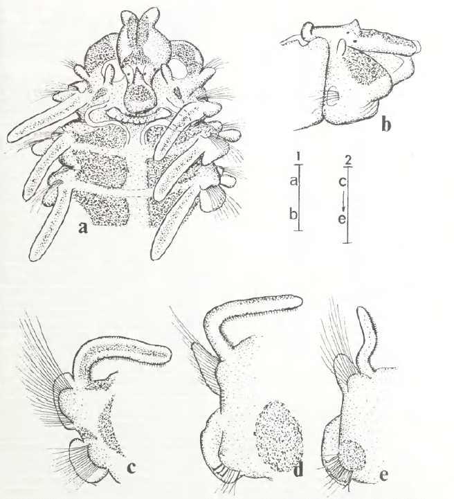 Microspio granulata sp. nov.