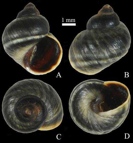 Littorina (Littorina) kasaka