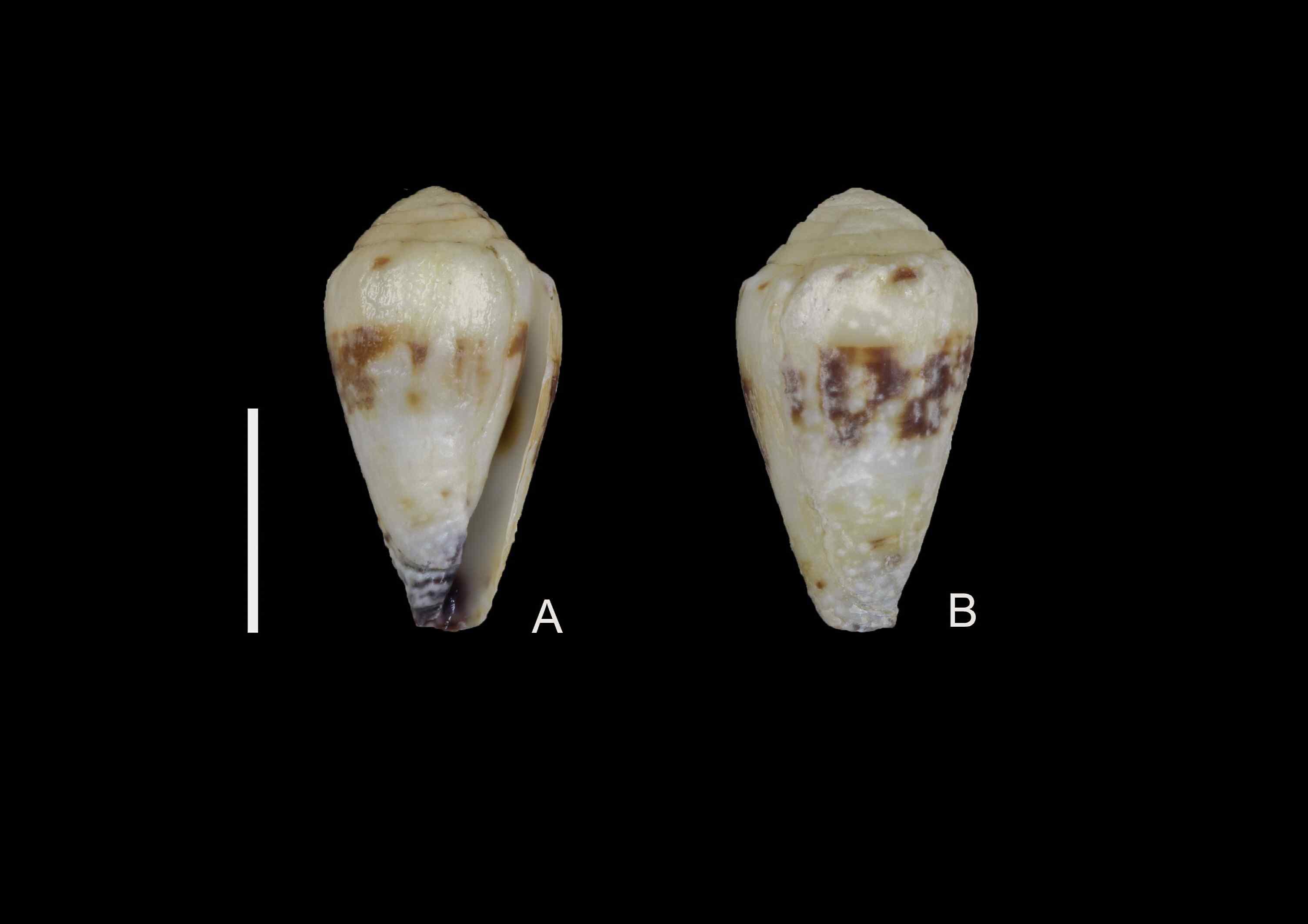 Conus sponsalis Hwass in Bruguiere, 1792.