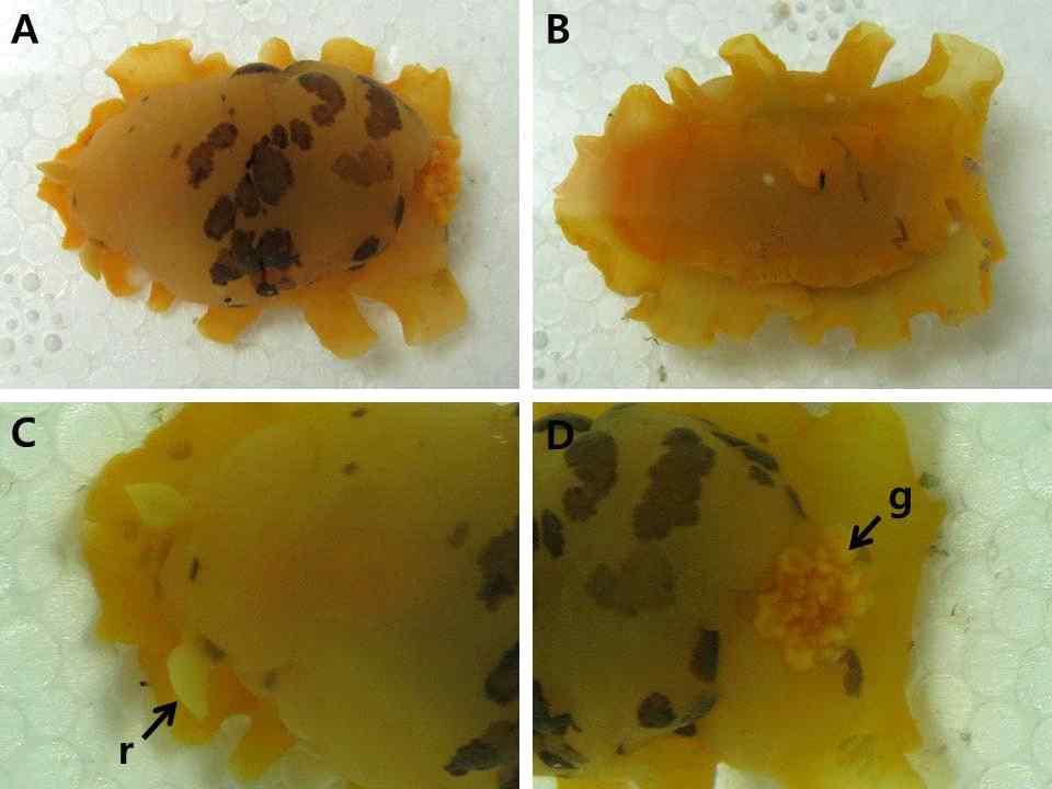 Dendrodoris fumata