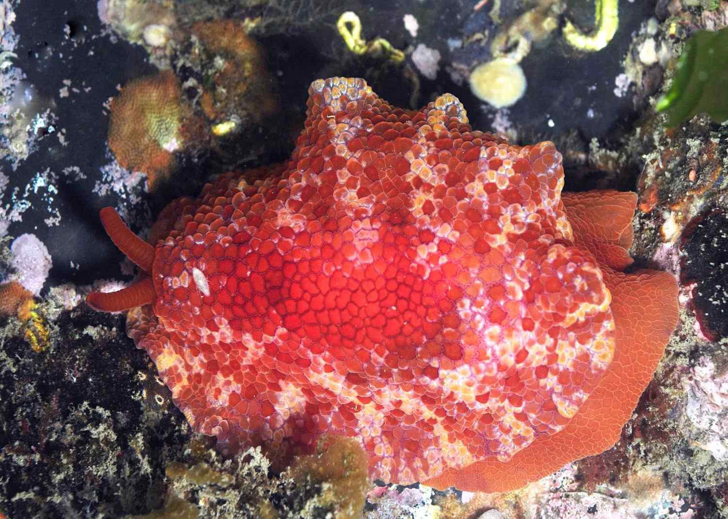 Pleurobranchus peronii Cuvier, 1804