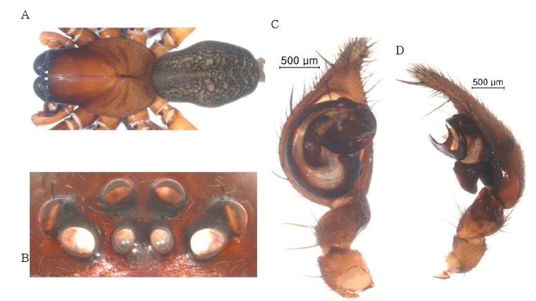 Alloclubionoides gajiensis n. sp.