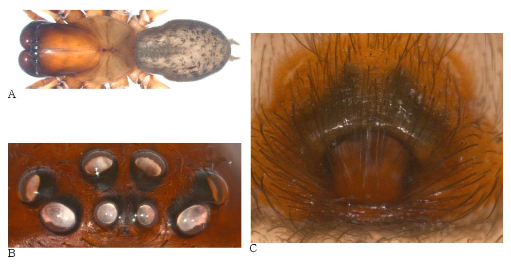 Alloclubionoides geumsanensis n. sp.