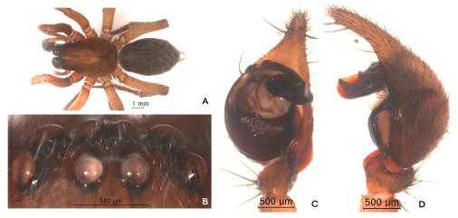 Alloclubionoides naejangensis n. sp.