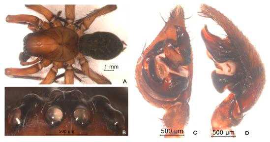 Alloclubionoides namhaensis n. sp.