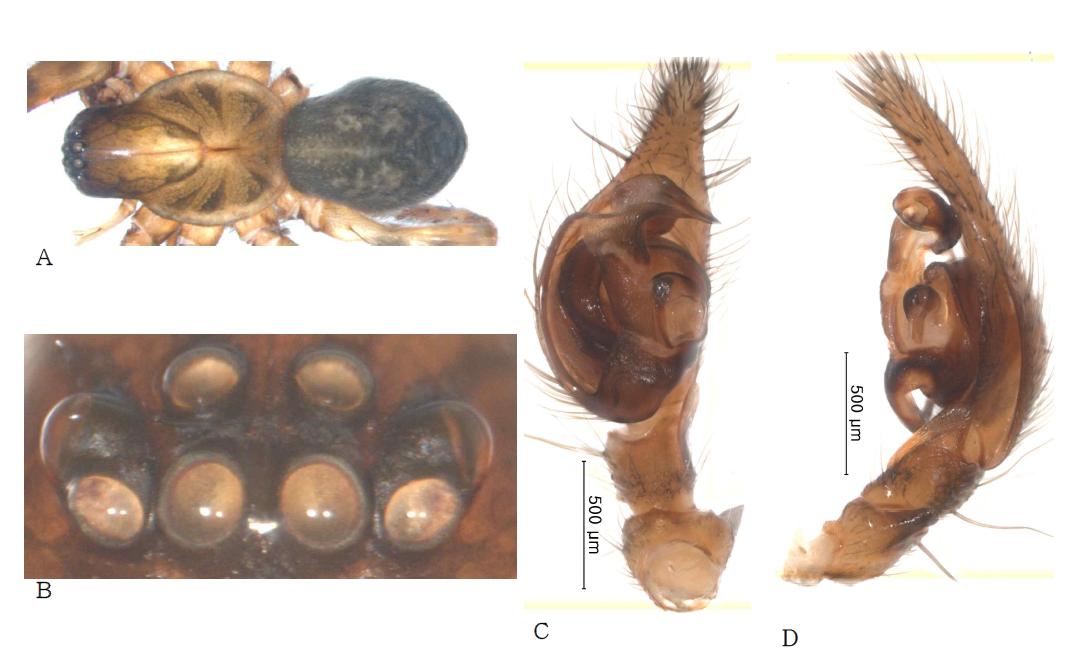 Coras seorakensis n. sp.