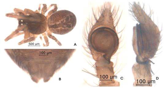 Lathys annulata Boesenberg & Strand, 1906