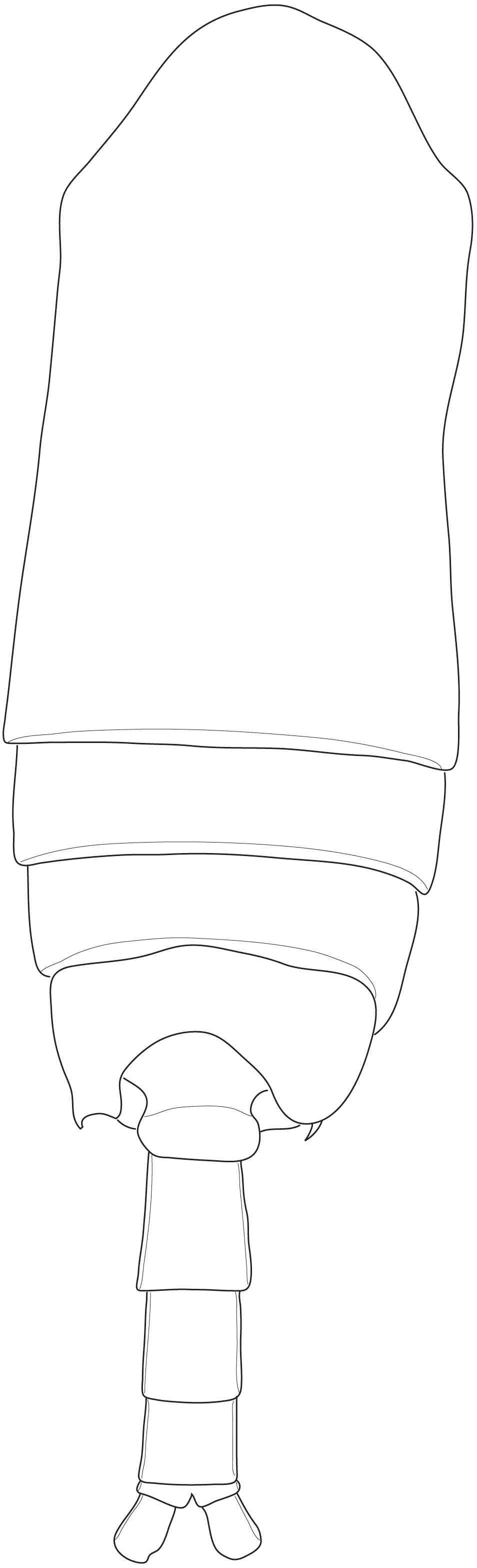 Bradyidius n. sp. 1, male, holotype