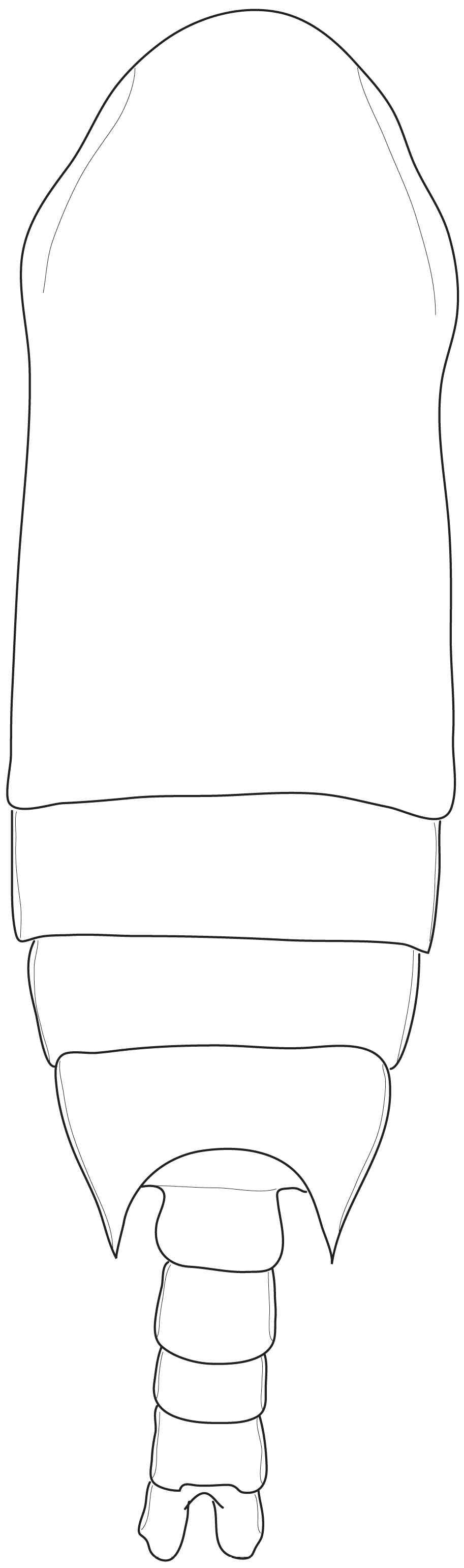 Chiridius n. sp. 1, male, holotype