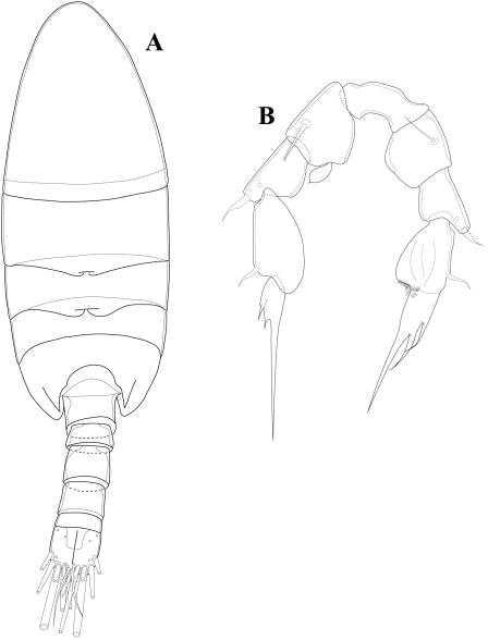 Paramisophria n. sp. 1.