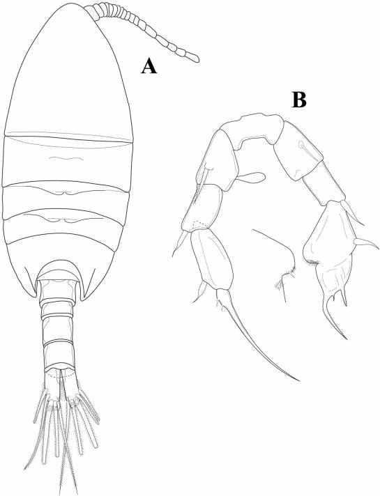 Paramisophria n. sp. 2.