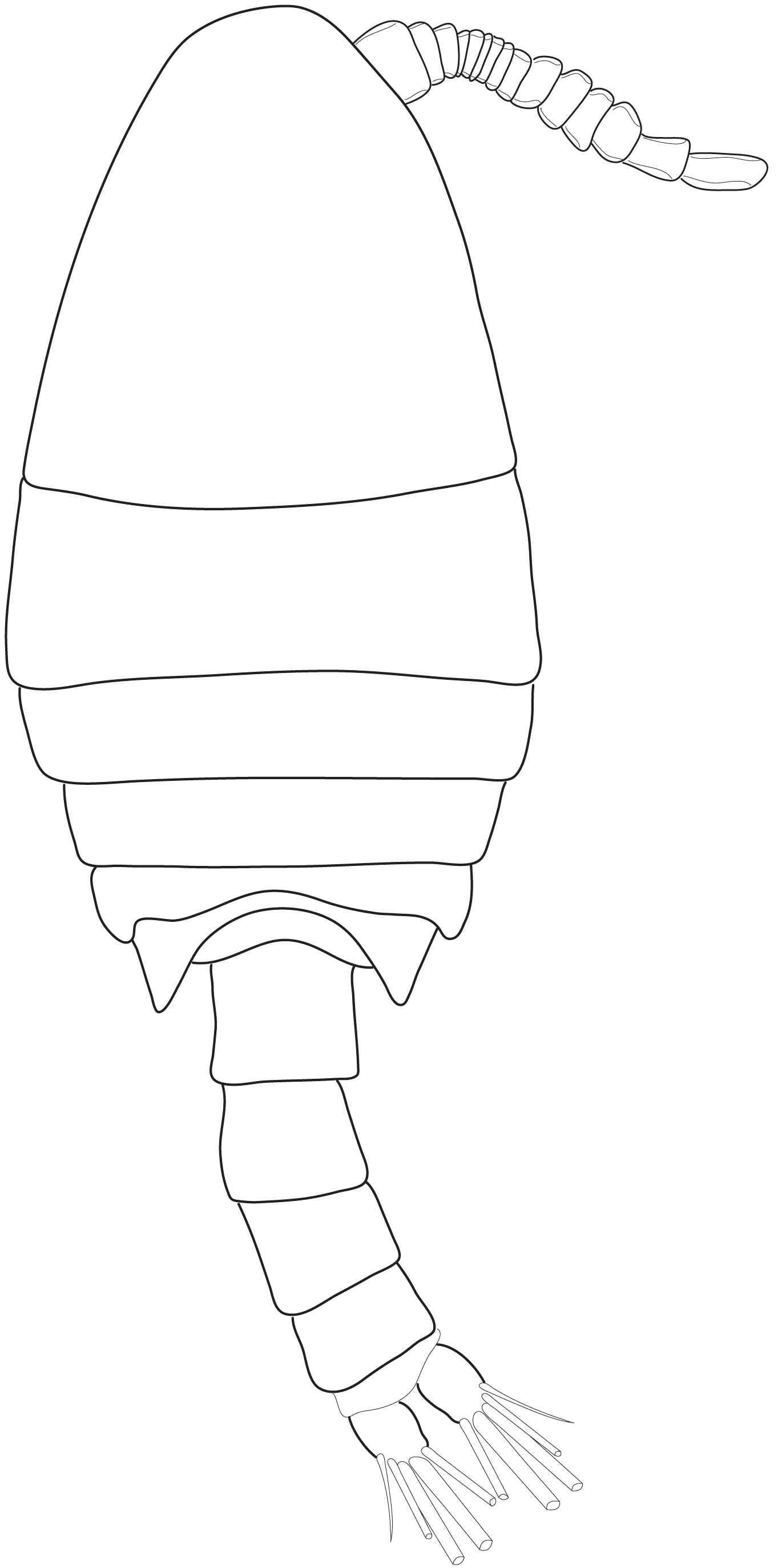 Pseudocyclops n. sp. 1, male, holotype