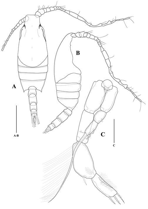 Candacia bispinosa (Claus), male