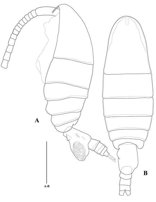 Temoropia mayumbaensis T. Scott, female