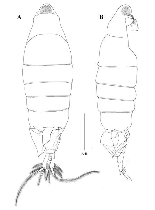 Tortanus (Atortus) longipes Brodsky, female