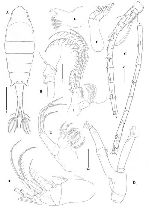 Tortanus (Eutortanus) komachi Itoh, female.