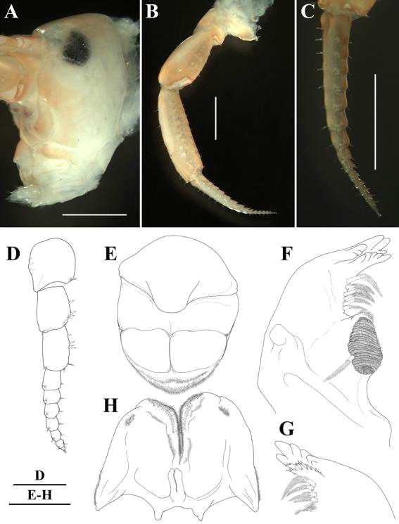 Platorchestia parapacifica n. sp.