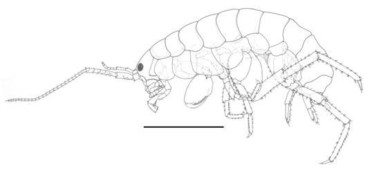 Paciforchestia n. sp. 1, male, holotype