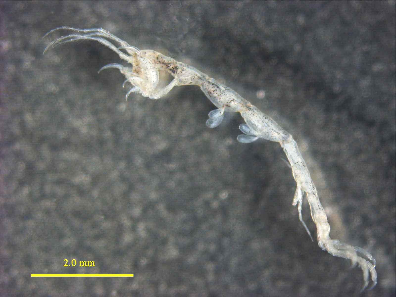 Tritella n. sp., male, 5.9 mm lateral view