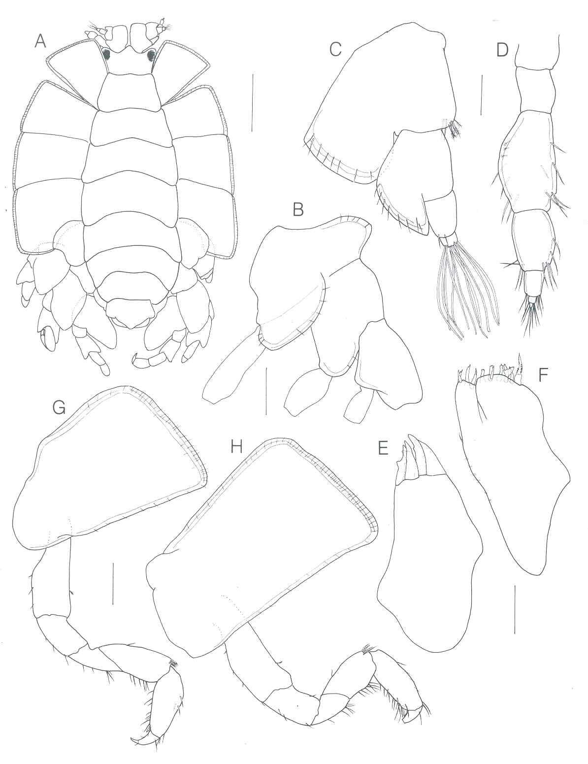 Iphiplateia whiteleggei Stebbing, 1899, 4.8 mm