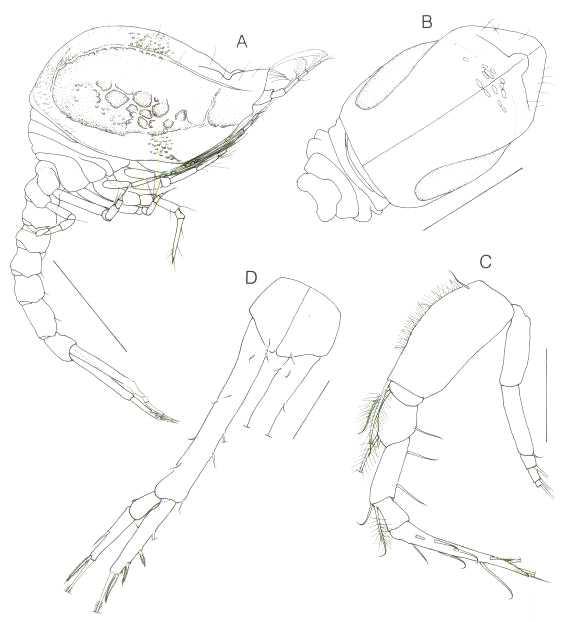 Campylaspis reticulata Gamo, 1960, subadult male