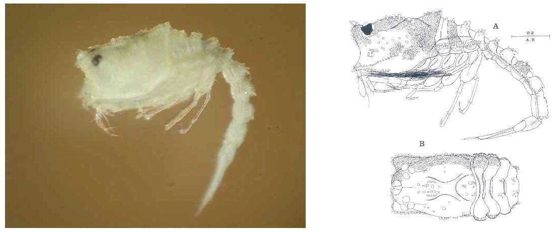 Nannastacus n. sp., male, 2.1 mm lateral view