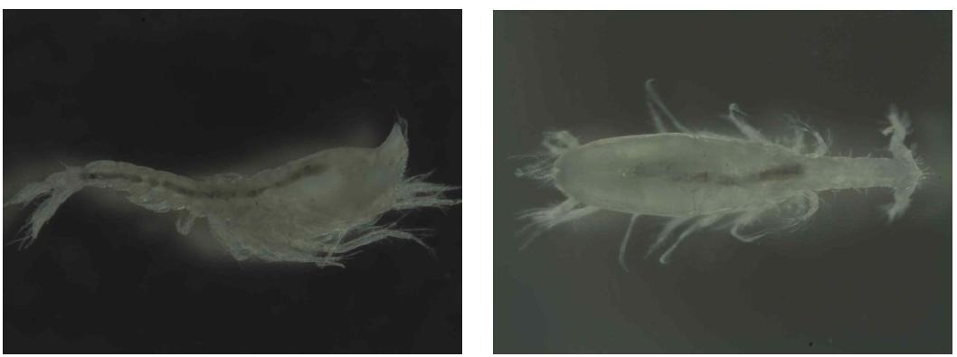 Pseudoleucon japonicus Gamo, 1964, male, habitus, lateral and sephalothorax, dorsal view.