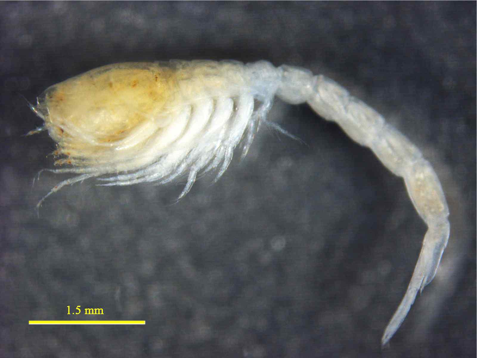 Lamprops carinata Hart, 1930, male, 6.9 mm lateral view