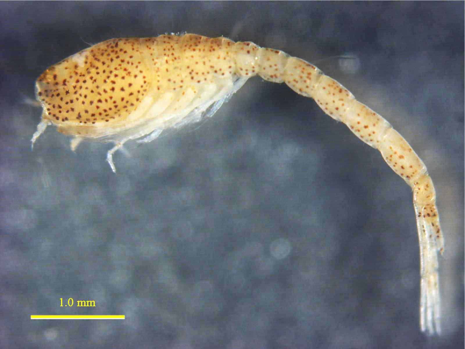 Lamprops pseudosarsi Tsareva and Vassilenko, 1993, male, 5.5 mm lateral view