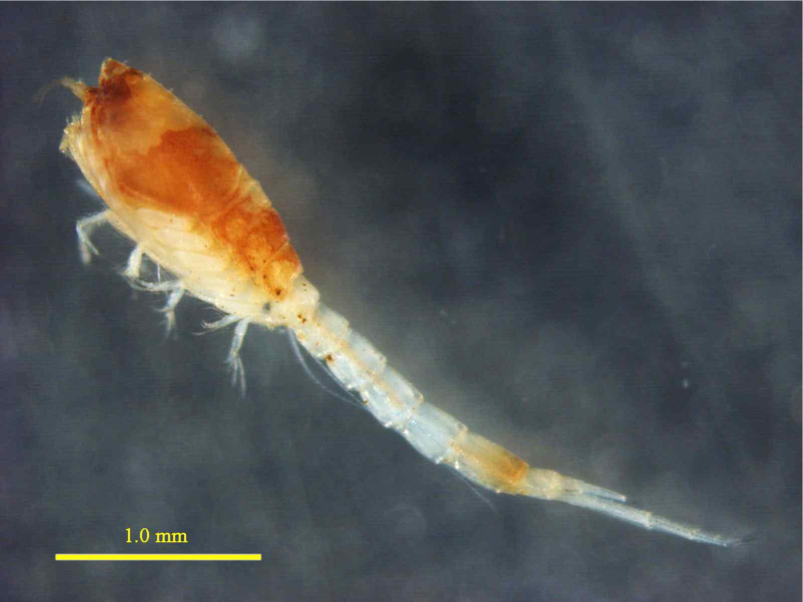 Lamprops pumilio Zimmer 1937, male, 3.5 mm lateral view