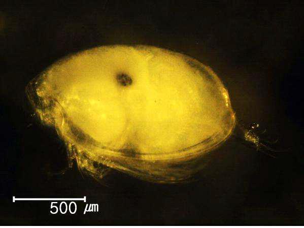 Euphilomedes n. sp., male, 1.4 mm lateral view